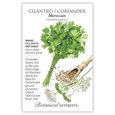 Image result for Coriandrum sativum