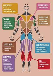 They are categorized by the muscles which they affect (primary and secondary), as well as the equipment required. Exercises For Back Muscles Exercise Fitness Body Workout