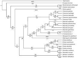 Image result for Emilia transvaalensis