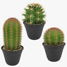 Cacti are all flowering plants, but some have more prominent blooms. Baby Cactus 3d Turbosquid 1447892