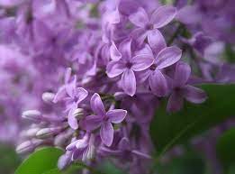 A Collection Of Spring Flower Photos To Brighten Your Weekend Lilac Flowers Lilac Bushes Lilac Tree