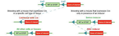 Knockin Mouse Models Find The Right Reliable Solution Genoway