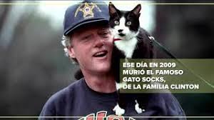 No obstante, un día la familia adoptó a buddy, un labrador con el que se enemistó, por lo que el socks fue adoptado por la secretaria personal del expresidente, con quien pasó los últimos años de su vida hasta su muerte en 2008. Dia Internacional Del Gato