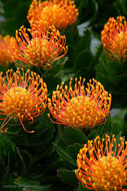 Spiky succulent with orange flowers. Orange Pincushion Protea Flower Beautiful Flowers Plants