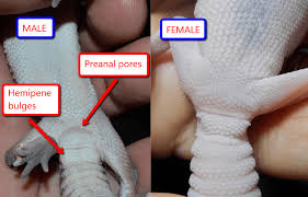 Genjer biasa dibuat menjadi tumisan. How To Tell If An African Fat Tailed Gecko Is Male Or Female