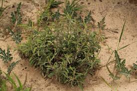 Image result for Dicoma tomentosa