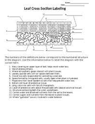 Function of leaf structuresdefine the. Leaf Anatomy Worksheets Teaching Resources Teachers Pay Teachers