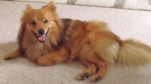 Black American Eskimo Dog Price The German Spitz Is Intelligent Effortless To Train And Has Been Employed Both In Heelwork To Music Too As Taking German Spitz German Spitz Klein Spitz Dogs