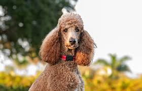 Image result for poodle