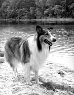 Avis sur l'animé one piece : Lassie Wikipedia