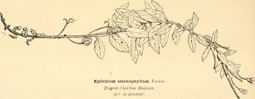 Image result for Epilobium stereophyllum