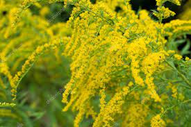 Solidago Canadensis Canada Goldenrod Yellow Flowers Stock Photo Affiliate Canada Goldenrod Solidago Canadensis Canadensis Yellow Flowers Goldenrod