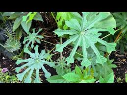 Image result for Manihot grahamii