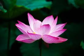Di indonesia dikenal dengan sebutan bunga seroja, sedangkan nama yang lebih dikenal di dunia adalah sacred water lotus, sacret lotus atau chinese arowroot, dan lain lain.bunga ini tumbuh dalam lumpur dan mekar diatas air. Cari Produk Pelembap Kulit Pilih Yang Terbuat Dari Bunga Lotus Cantik Tempo Co
