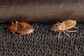 This treatment works by destroying the cells of the. Reliable Bed Bug Control Solutions For South Carolina Residents