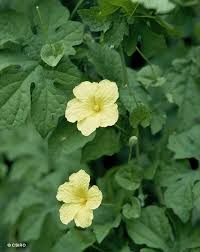 Image result for Momordica charantia