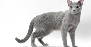 What Is A Russian Blue Cat The Pets Dialogue