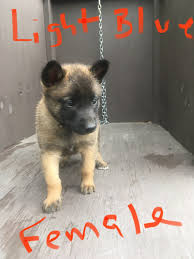 Find the perfect puppy for you and your family. Belgian Shepherd Dog Malinois Puppies For Sale Brownsville Tx 316891