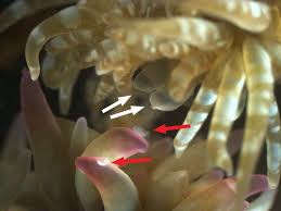 Image result for Aneilema nicholsonii