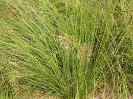 Image result for Sporobolus