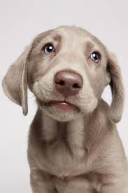 Check spelling or type a new query. Silver Lab Puppy With The Cutest Eyes