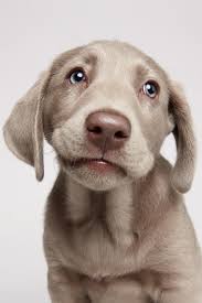 Ready to leave july 20. Silver Lab Puppy With The Cutest Eyes