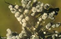 Image result for Melanospermum