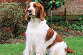 По нраву не агрессивный, не робкий и не трусливый. Velsh Springer Spaniel Foto Sobak Istoriya Porody Opisanie Eksterera Osobennosti Haraktera Pravila Uhoda I Vybor Shenka