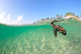 It is the only extant species in the genus eretmochelys. 5 Weird Facts About Sea Turtles Ocean Conservancy
