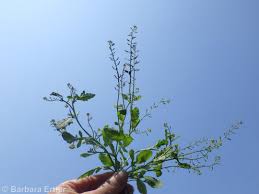 Image result for Rorippa nudiuscula