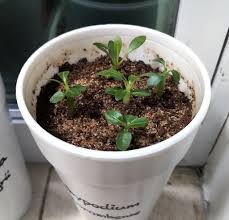 Image result for Phyllanthus caespitosus