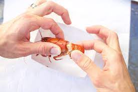 How To Eat Boiled Crawfish « Food Hacks :: Wonderhowto