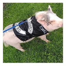 Black Bandana Sweet Louisiana Lyrics Snortlife Shared A New Photo On Etsy Pet Jackets Mini Pigs Mini Pig