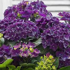 You can find purple flowers in a variety of flower species; Buy Hydrange Music Deep Purple Dance J Parker Dutch Bulbs