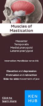 Masseter Temporalis Medial And Lateral Pterygoid The Four Muscles Of Mastication Re Pin For Mastering The Human An Muscle Anatomy Medical Anatomy Muscle