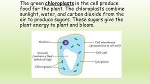 We did not find results for: Plant And Animal Cells Ppt Download