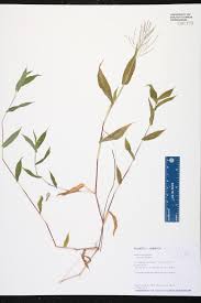 Image result for Arthraxon hispidus