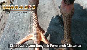 Pin Di Sabung Ayam Online