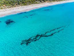 Eagle peaks at freycinet is a small accommodation complex designed specifically to blend into its coastal bush setting. Eagle Bay Seaweed