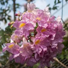 Maybe you would like to learn more about one of these? Plants Of Pink Trumpet Tree Tabebuia Impetiginosa T O G