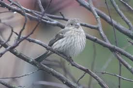 Unless otherwise noted, the list is that of bird checklists of the world as of january 2020. Backyard Birds Of Seattle Fabulous Adventures In Coding