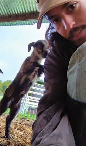 Species highlight: Perennial veldt grass 4 Ribbonweed in the Sacramento-  San Joaquin Delta 6 2023 Cal-IPC Symposium highlights