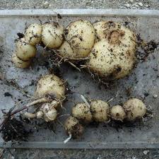 Image result for Ceropegia rendallii