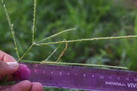 Image result for Acrachne