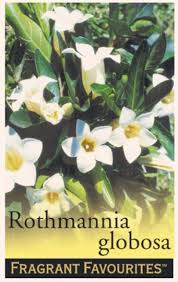 Image result for Rothmannia globosa