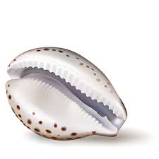 Vector Illustration Badges Stickers Seashell Cowrie In Realis Seashell Clipart Snail Ocean Png And Vector With Transparent Background For Free Download Vector Illustration Seashell Clipart Seashells Vector