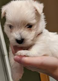 This is my Hagan, adopted in 2016 from RR. He is my guardian and best  friend. He is very noble and proper, must have learned that from Momma  Shannon Frederick! His gangsta