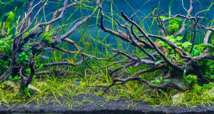 Clean the driftwood with clean water and brush, soaking the. How To Prepare Cure And Place Driftwater In Your Freshwater Aquarium Petcoach