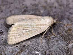 Image result for Photedes morrisii