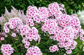 With Its Showy Sweetly Fragrant Flowers And Long Blooming Season Throughout The Summer Until Early Fall P Flowers Perennials Phlox Flowers Flower Bed Designs